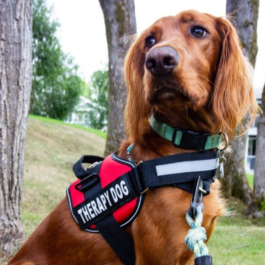 No Pull Dog Harness | Personalised